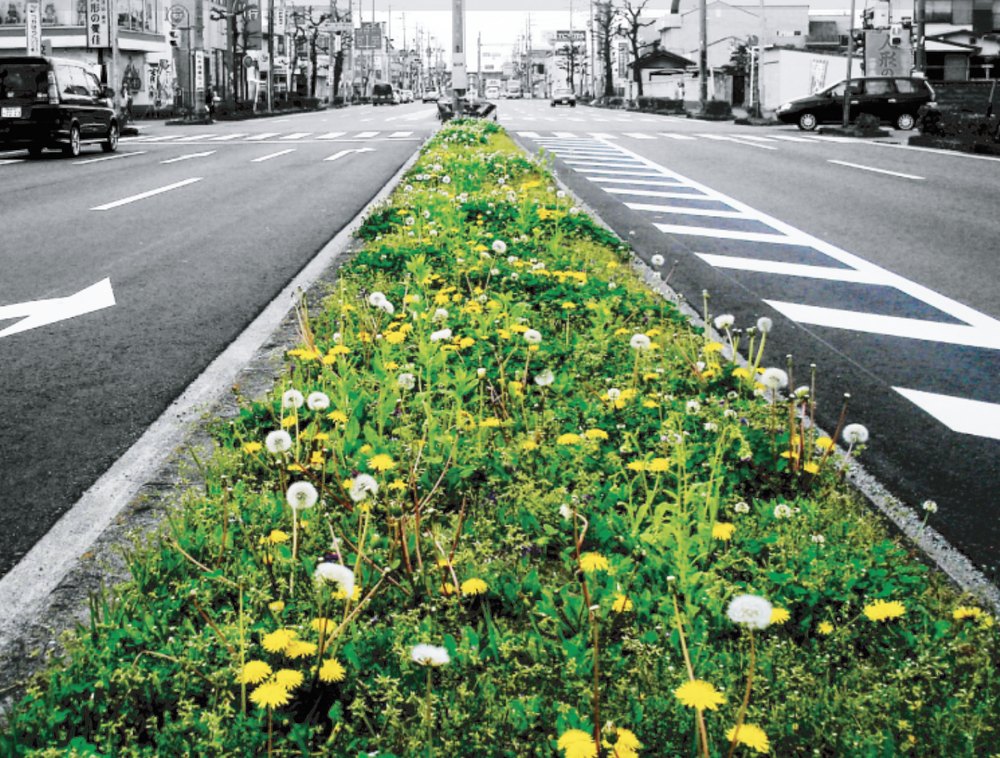 中央分離帯に咲くたんぽぽ